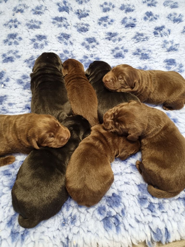 Chiot Labrador Retriever du Chemin du Grunelius